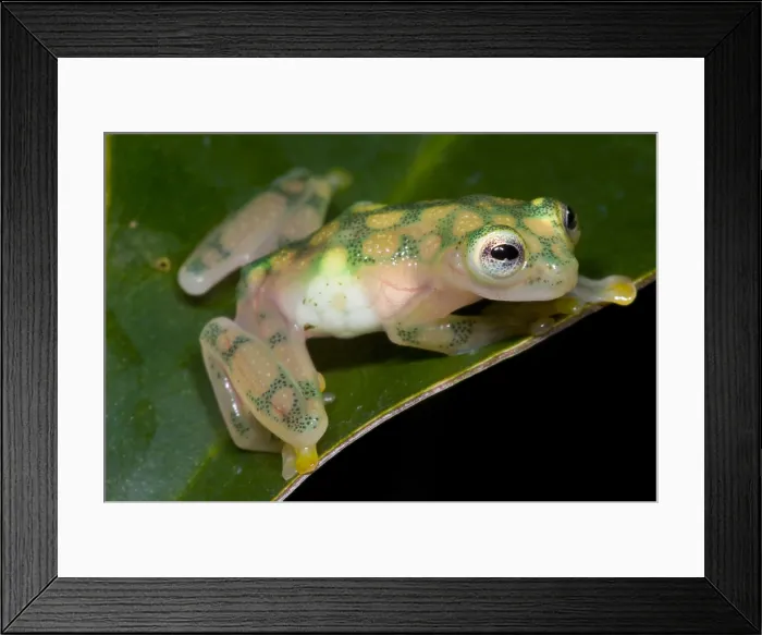 Framed Print : Reticulated Glass Frog Framed Print : Reticulated Glass Frog