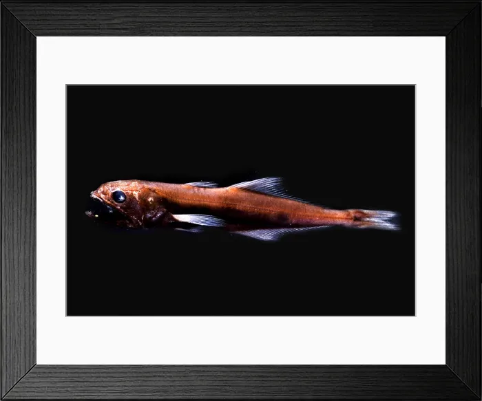 Framed Print : Great Swallower