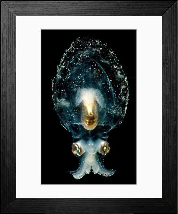 Framed Print : Pelagic Octopus Framed Print : Pelagic Octopus