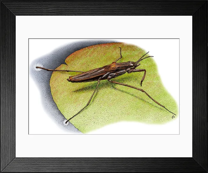 Framed Print : Common Water Strider Framed Print : Common Water Strider