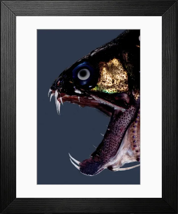 Framed Print : Dragonfish Mouth Framed Print : Dragonfish Mouth