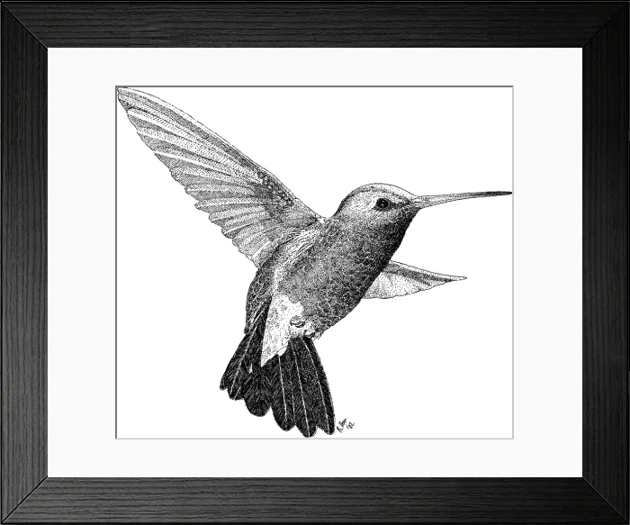 Framed Print : Ruby Throated Hummingbird