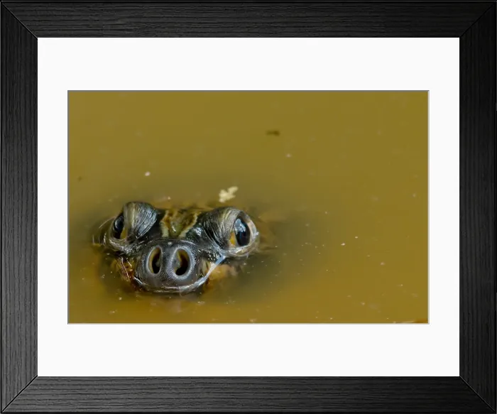 Framed Print : Giant Amazonian River Turtle Framed Print : Giant Amazonian River Turtle
