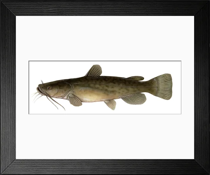 Framed Print : Flathead Catfish Framed Print : Flathead Catfish