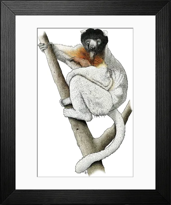Framed Print : Sifaka Lemur Framed Print : Sifaka Lemur