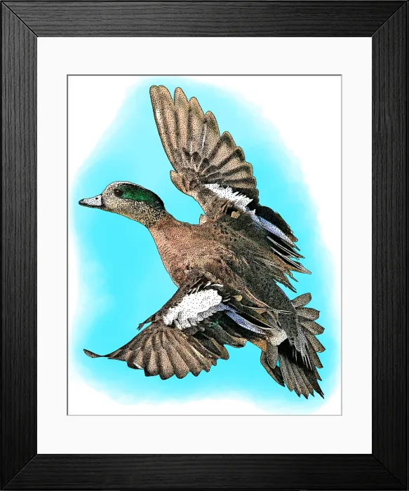Framed Print : American Wigeon, Anas americana, Illustration Framed Print : American Wigeon, Anas americana, Illustration