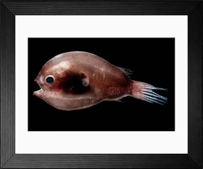 Framed Print : Male Anglerfish Framed Print : Male Anglerfish