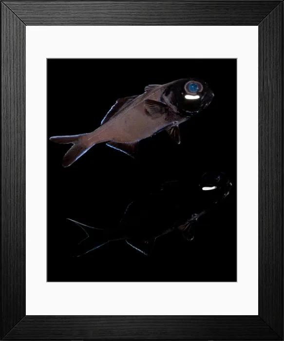 Framed Print : Flashlight Fish