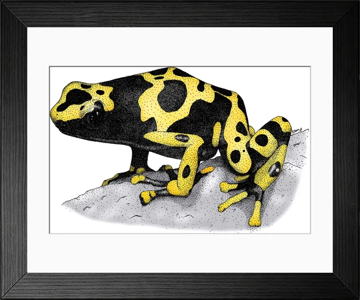 Framed Print : Yellow Banded Poison Dart Frog Framed Print : Yellow Banded Poison Dart Frog