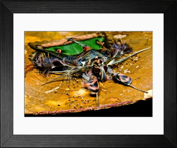 Framed Print : Colorful Cryptic Moth Framed Print : Colorful Cryptic Moth