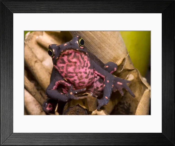 Framed Print : Harlequin Frog Framed Print : Harlequin Frog