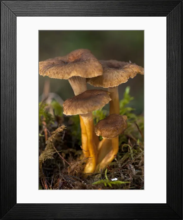 Framed Print : Funnel Chanterelle (Craterellus tubaeformis) Framed Print : Funnel Chanterelle (Craterellus tubaeformis)