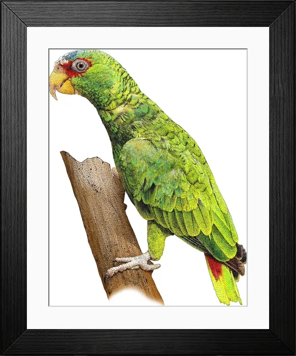 Framed Print : White-fronted Amazon, Illustration Framed Print : White-fronted Amazon, Illustration