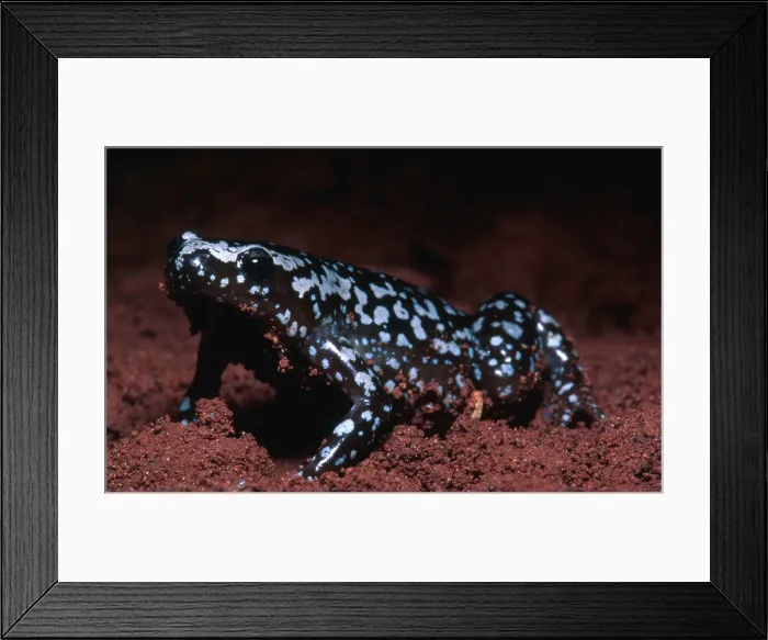 Framed Print : White Spot Litter Frog Framed Print : White Spot Litter Frog