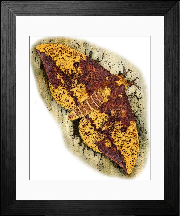 Framed Print : Imperial Moth, Illustration Framed Print : Imperial Moth, Illustration