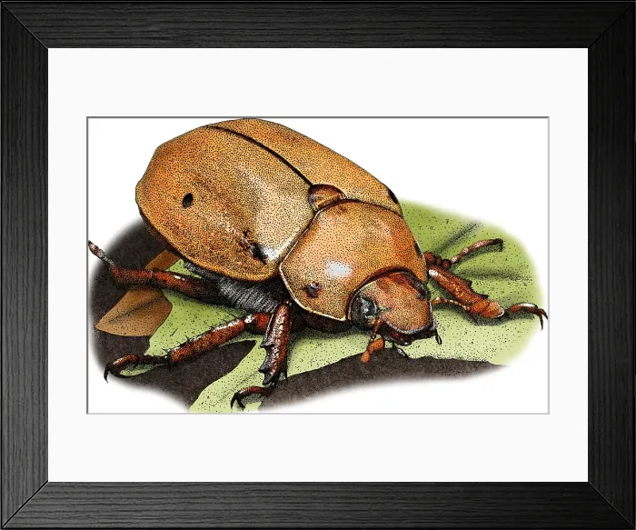 Framed Print : Grapevine Beetle, Illustration Framed Print : Grapevine Beetle, Illustration