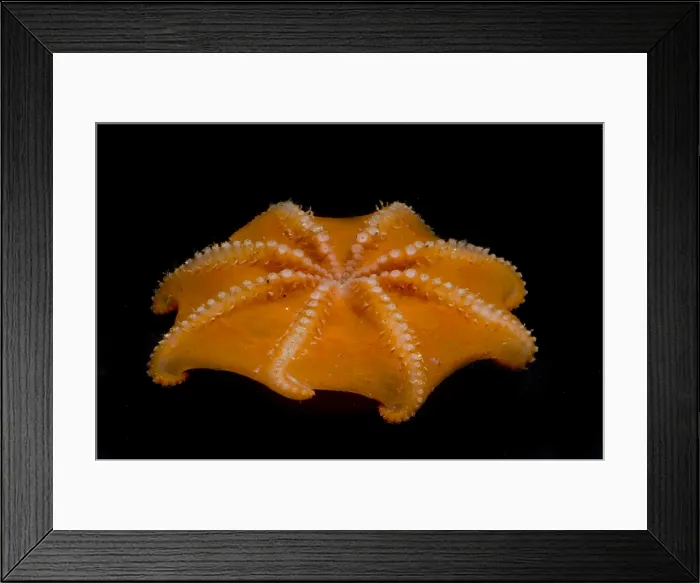 Framed Print : Flapjack Octopus