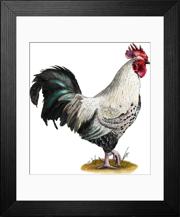 Framed Print : Easter Egger Chicken Framed Print : Easter Egger Chicken
