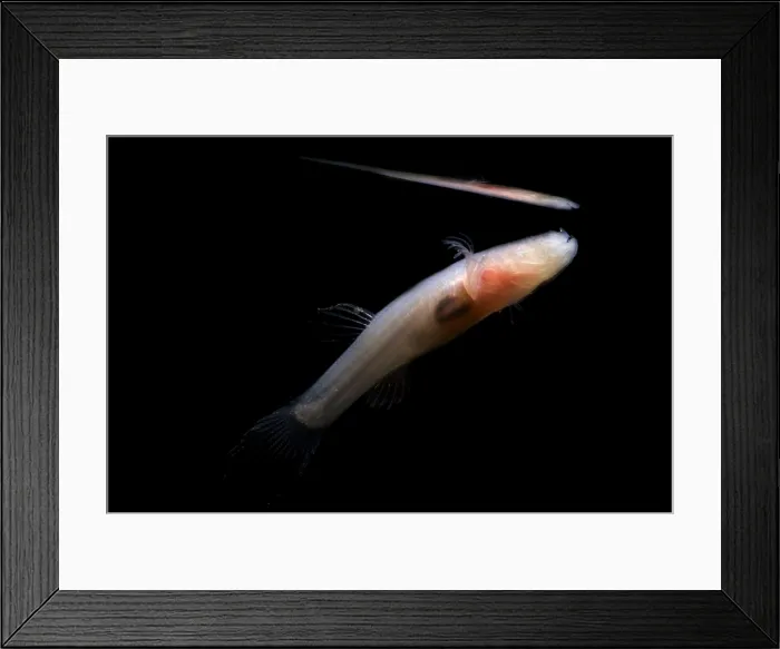 Framed Print : Ozark Cave Fish Framed Print : Ozark Cave Fish