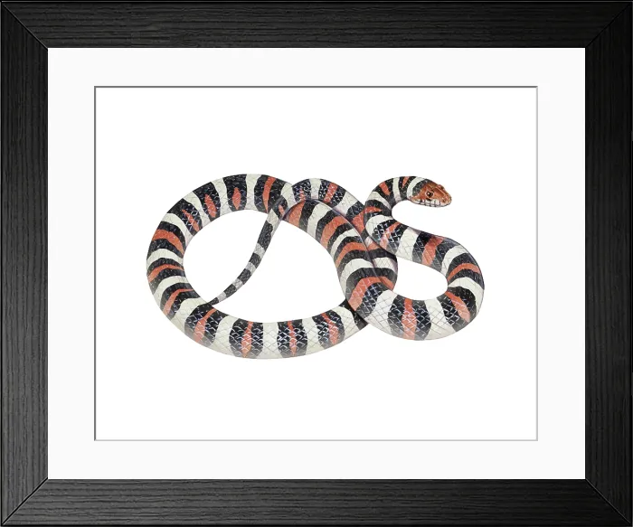Framed Print : Northern Milksnake Framed Print : Northern Milksnake