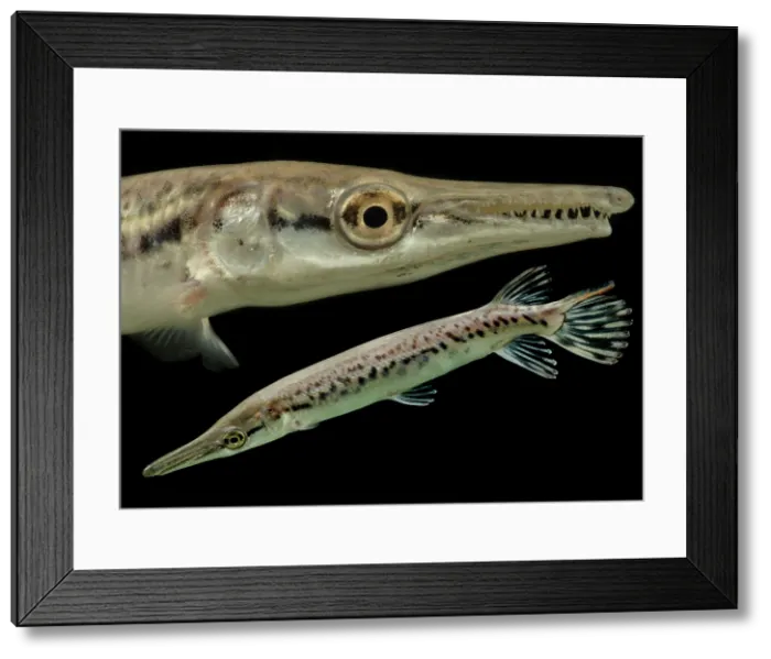 Framed Print : Juvenile Alligator Gar (Atractosteus spatula) Framed Print : Juvenile Alligator Gar (Atractosteus spatula)