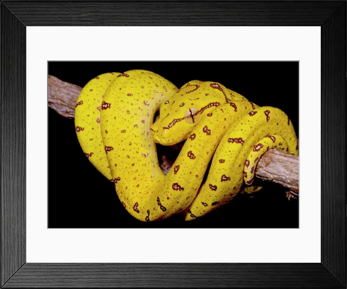 Framed Print : Juvenile Green Tree Python (Morelia viridis) Framed Print : Juvenile Green Tree Python (Morelia viridis)