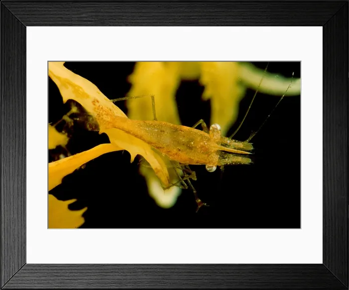 Framed Print : Sargassum Shrimp Framed Print : Sargassum Shrimp