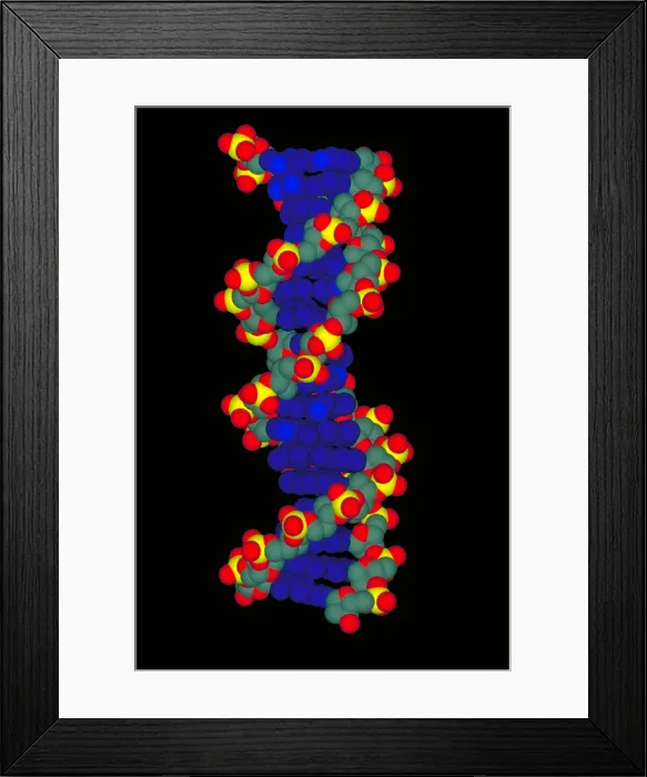 Framed Print : Model of DNA Framed Print : Model of DNA