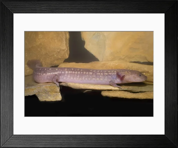 Framed Print : West Virginia Spring Salamander