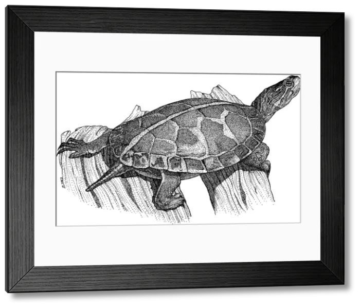 Framed Print : Southern Painted Turtle Framed Print : Southern Painted Turtle