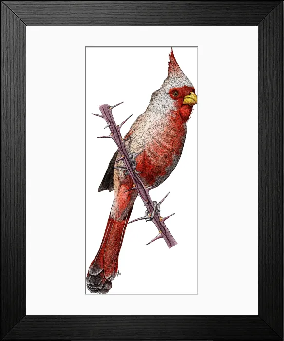 Framed Print : Desert Cardinal