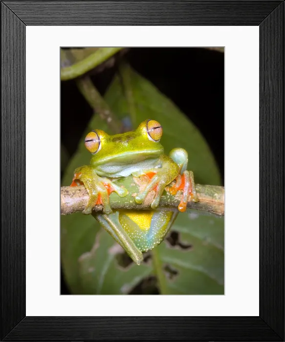 Framed Print : Canal Zone Tree Frog Framed Print : Canal Zone Tree Frog