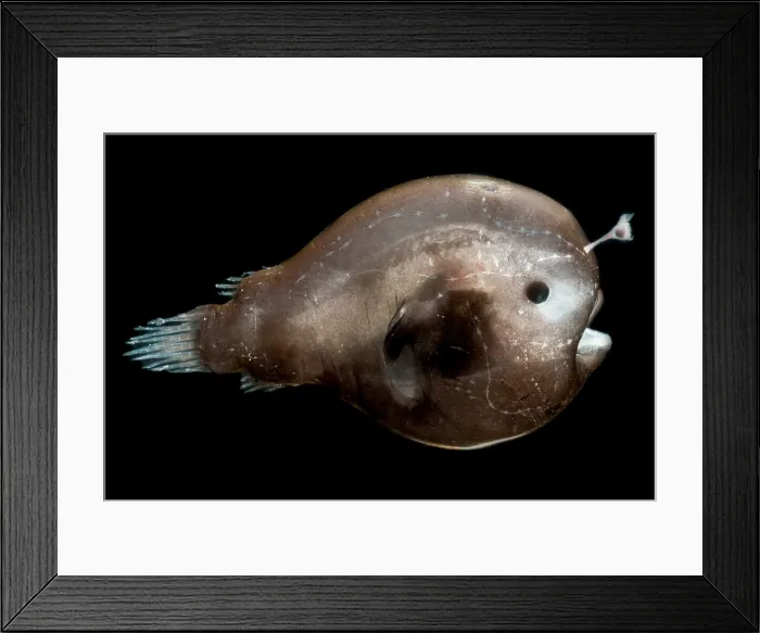 Framed Print : Larval female anglerfish, Oneirodidae