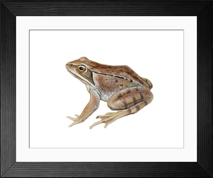 Framed Print : Wood Frog. Illustration of the wood frog (Rana sylvatica), whose range extends Framed Print : Wood Frog. Illustration of the wood frog (Rana sylvatica), whose range extends