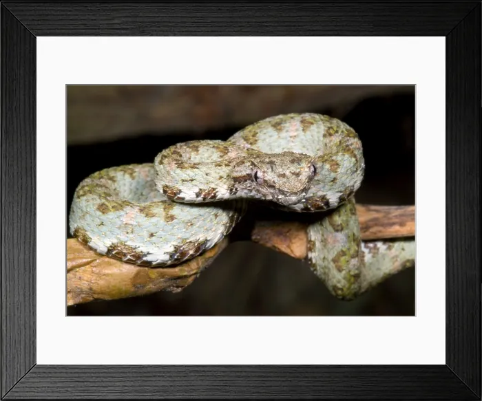 Framed Print : Eyelash Viper Framed Print : Eyelash Viper