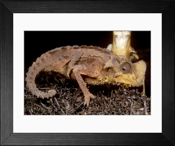 Framed Print : Dwarf Chameleon Framed Print : Dwarf Chameleon