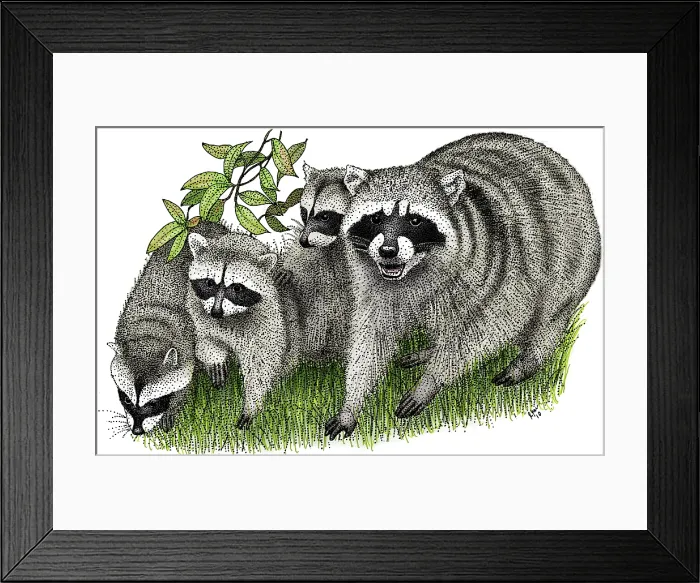 Framed Print : Northern Raccoons Framed Print : Northern Raccoons
