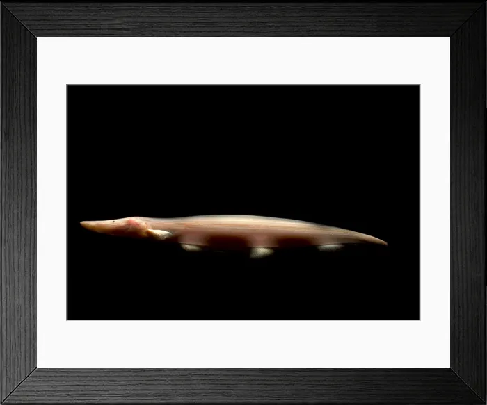 Framed Print : Pink Dolphin Knifefish