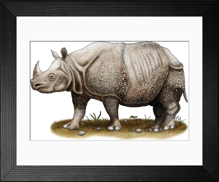 Framed Print : Javan Rhinoceros Framed Print : Javan Rhinoceros
