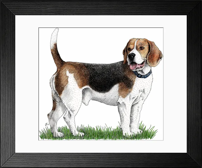 Framed Print : Beagle, a scent hound bred as a companion animal