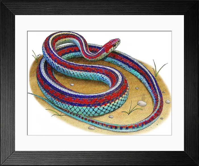 Framed Print : San Francisco Garter Snake Framed Print : San Francisco Garter Snake