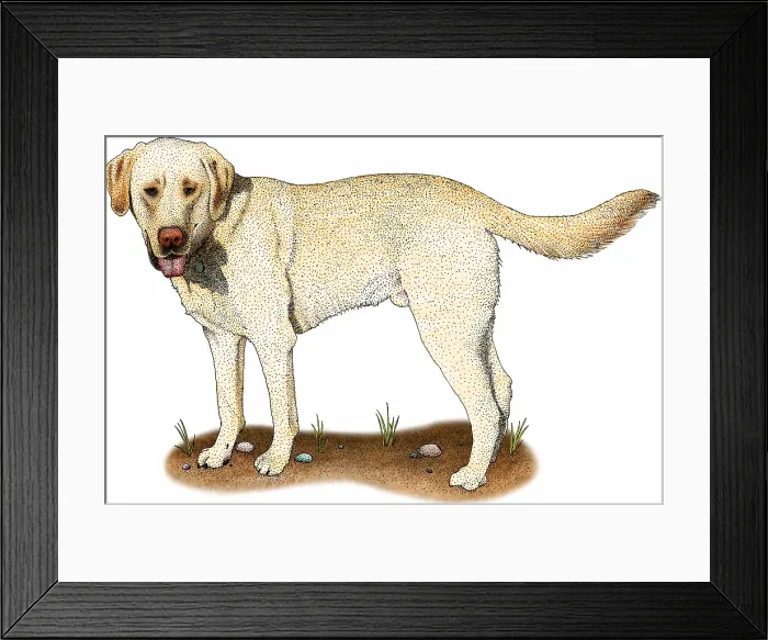 Framed Print : Yellow labrador retriever