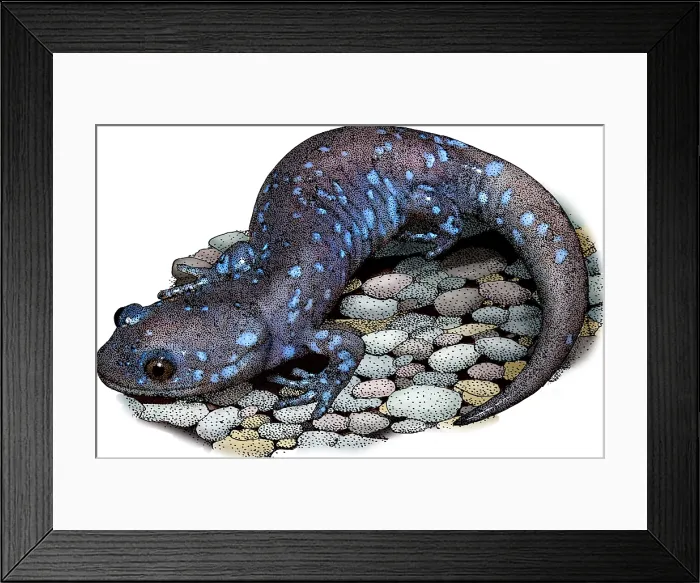 Framed Print : Blue-spotted Salamander, Illustration Framed Print : Blue-spotted Salamander, Illustration