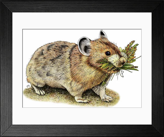 Framed Print : American pika Framed Print : American pika