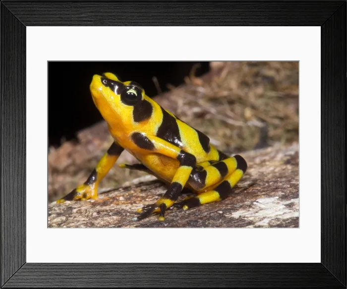 Framed Print : Harlequin Toad Framed Print : Harlequin Toad