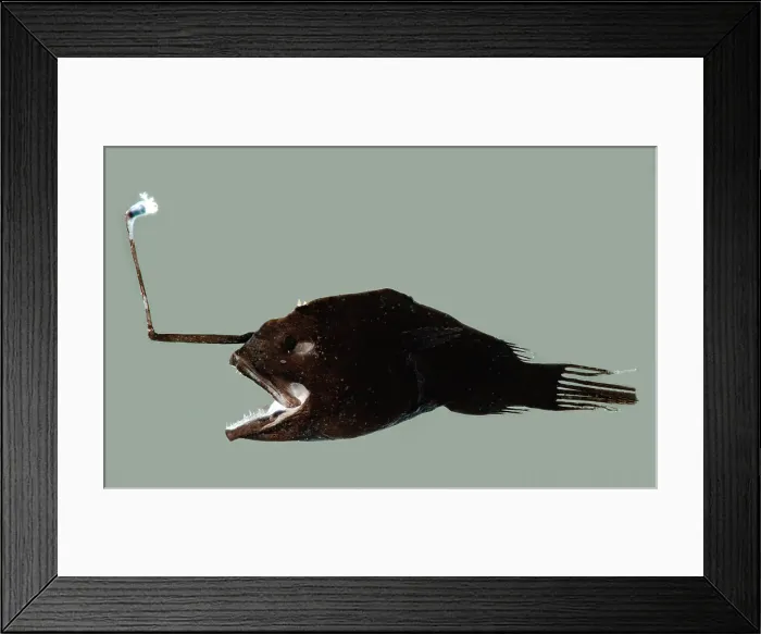 Framed Print : Female Anglerfish