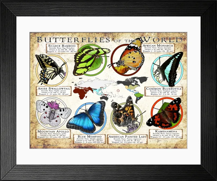 Framed Print : Butterflies of the World Framed Print : Butterflies of the World
