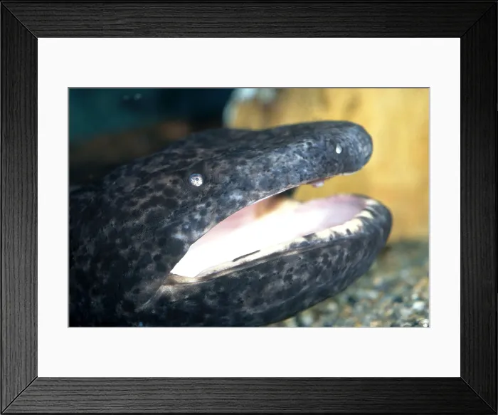 Framed Print : Chinese Giant Salamander