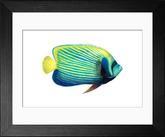 Framed Print : Emperor Angelfish (Pomacanthus imperator) Framed Print : Emperor Angelfish (Pomacanthus imperator)