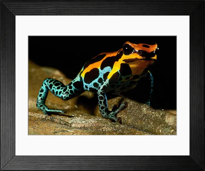 Framed Print : Amazonian Poison Frog Framed Print : Amazonian Poison Frog